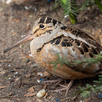 American Woodcock